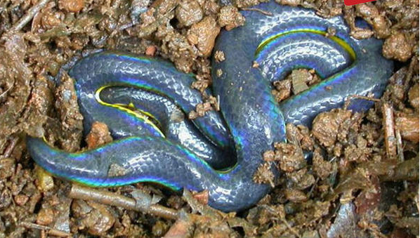 彩虹盾尾蛇图片