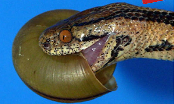 食蜗牛蛇图片