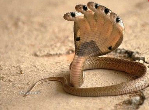 印度五头蛇图片